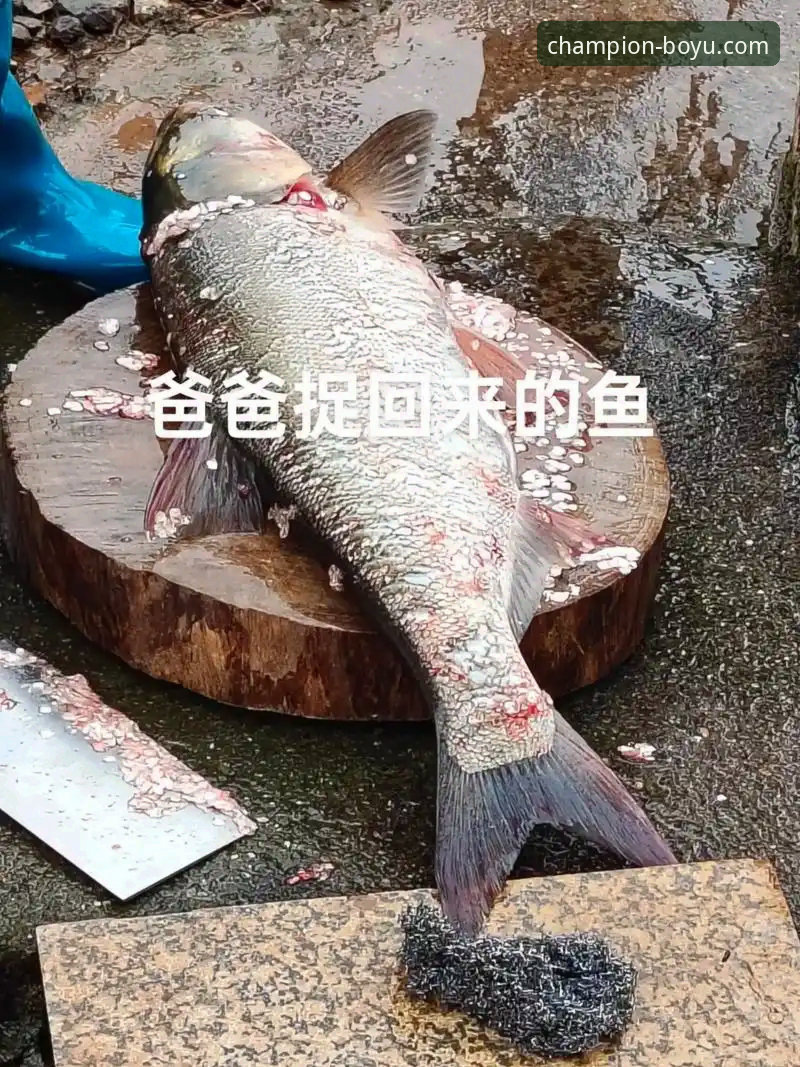 博鱼app体育官网下载 3个创新策略助你掌握博鱼体育平台2025新版的全新可能