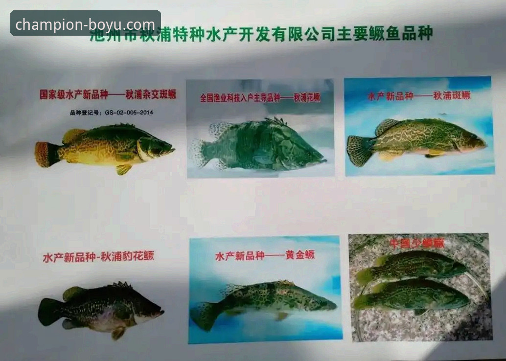 博鱼体育官网可靠吗攻略 博鱼体育官网可靠吗?2025年最新攻略全面解析